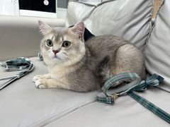 -爱洗澡的猫(天河路店)
