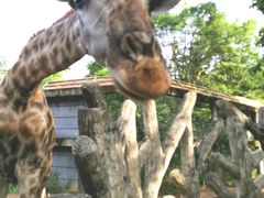 -清迈夜间动物园