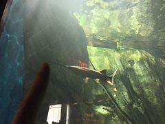 -瑞普利水族馆