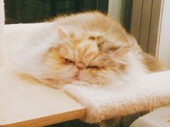 -猫大福·Fortune Cat猫舍(百子湾店)