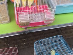 -中环花鸟鱼虫市场