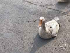 -蒲河大集