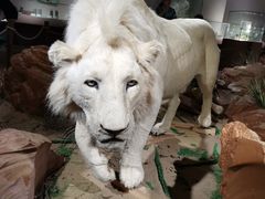 -陕西自然博物馆