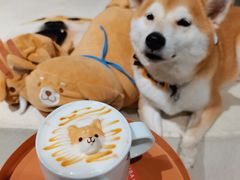 -柴务处·柴犬主题狗咖