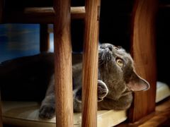 -欧奕国际动物医院