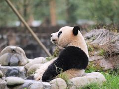-都江堰中华大熊猫苑