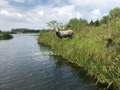 -溱湖国家湿地公园