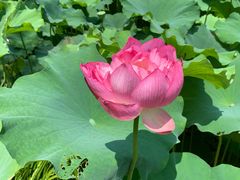 -陈家山荷花公园