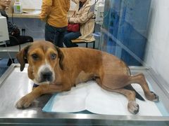 -伟伟宠物医院·CT影像中心·瑞派犬猫综合性门诊(汉口总院)