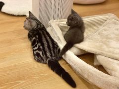-猫咪派对(江南西店)