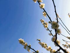 -苏州上方山国家森林公园