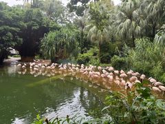 -九龙公园