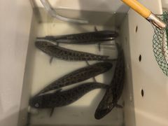 -重庆鸡公煲·青锅花椒鱼(牡丹江路店)