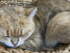-Heymao猫咖.咖啡厅(东门店)