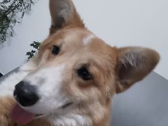 -宠福鑫康馨动物医院·骨科·眼科
