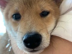 -柴犬小屋·柴餐厅·狗咖食堂(金鼎广场店)