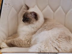 -遇见羊驼·奶狗咖·布偶猫咖·法斗柯基柴犬阿拉斯加(春熙路太古里IFS店)