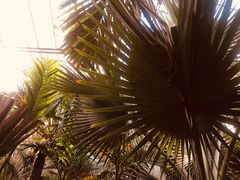 -呀路古热带植物园