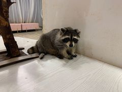-浣熊柯尔鸭土拨鼠·电玩咖