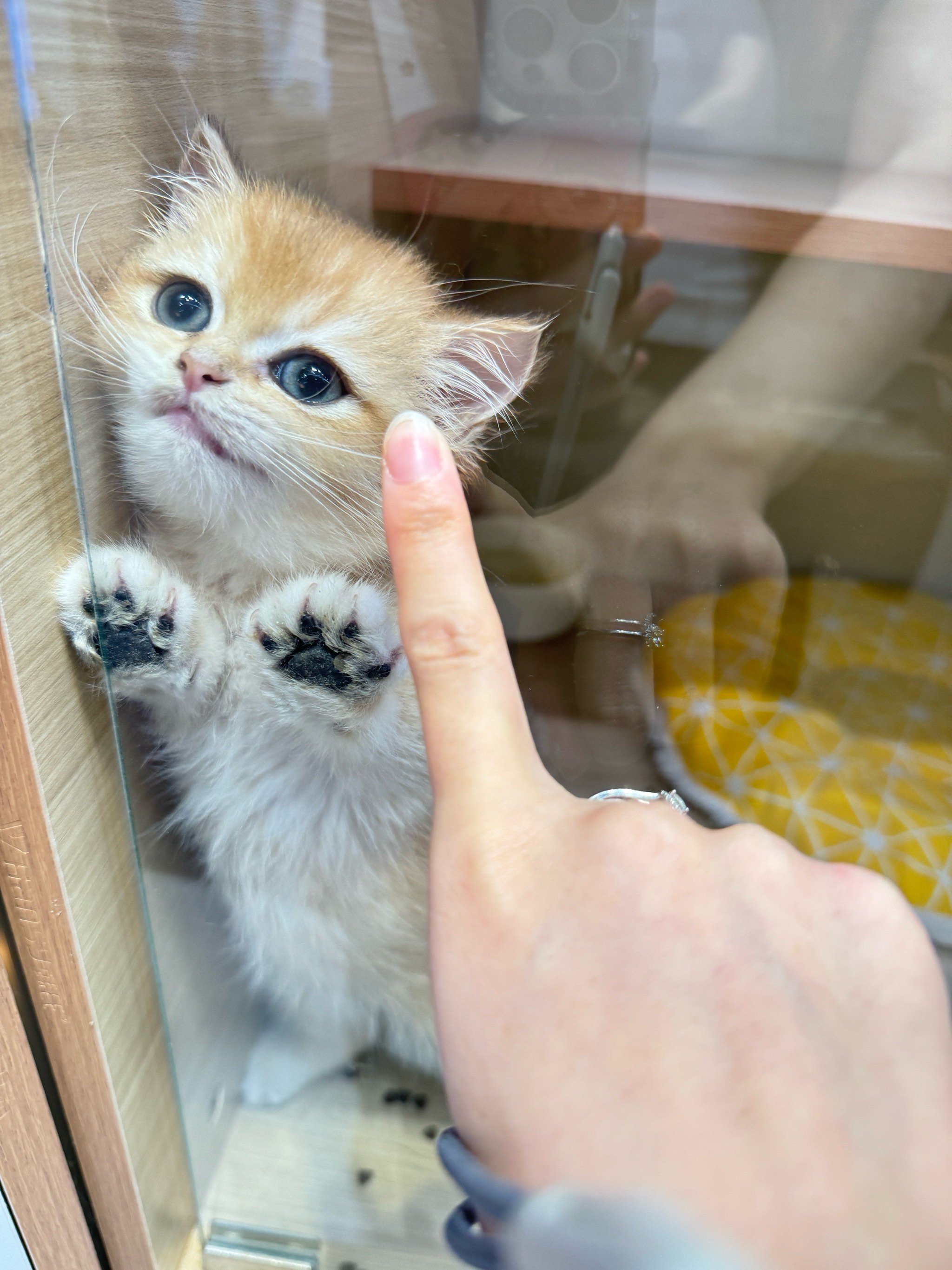 男人梦见猫是什么预兆图片