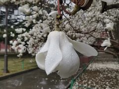 -北京市劳动人民文化宫(太庙)