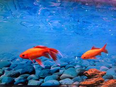 -翔龙茶文化酒店(汉中高铁站万邦旗舰店)