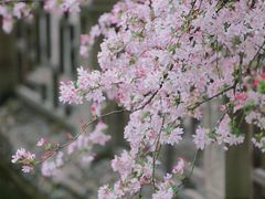 -棠湖公园
