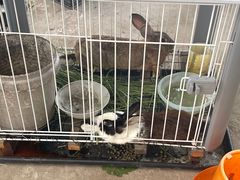 -马陆小张葡萄园农家乐