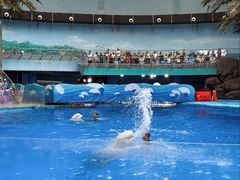 -海合安成都极地海洋公园