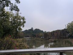 -王借岗森林公园
