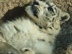 -青藏高原野生动物园
