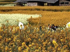 -三圣花乡旅游区