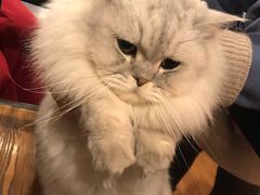 -猫友咖啡店(玉林西路店)