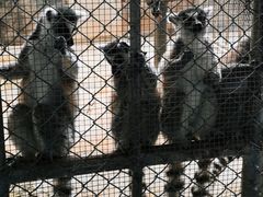 -西霞口神雕山野生动物世界