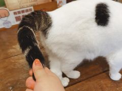 -喵园·猫主题咖啡厅·撸猫·猫咖(国贸店)