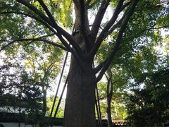 -上海醉白池公园