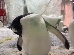 -大连圣亚海洋世界