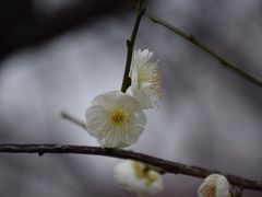 太湖林屋梅海-林屋洞景区