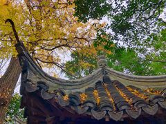 -秋霞圃
