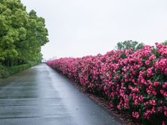 -上海滨江森林公园
