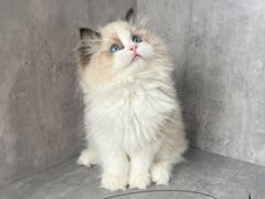 -小猫来了·猫舍(红山六九七九店)