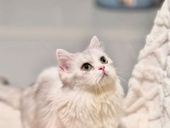 -Bastet sally猫舍购宠(静安店)