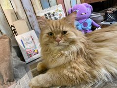 -小时光咖啡馆(开森度假森林店)