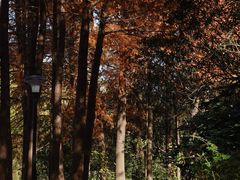 -新江湾城公园