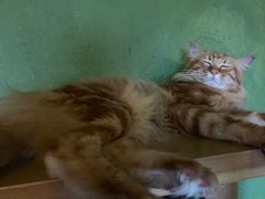 -猫猫幼稚园·撸猫·桌游·电玩