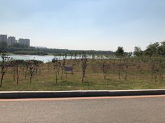 -丁香湖公园