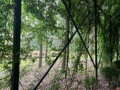 -合肥滨湖国家森林公园