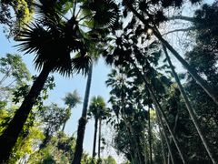 -中国科学院西双版纳热带植物园