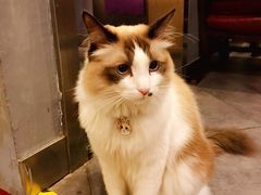 -咖法森林·咖啡  酒吧(天河店)