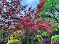 -铁山坪森林公园